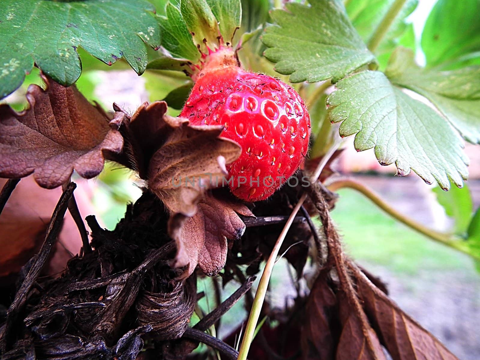 Strawberry of my garden