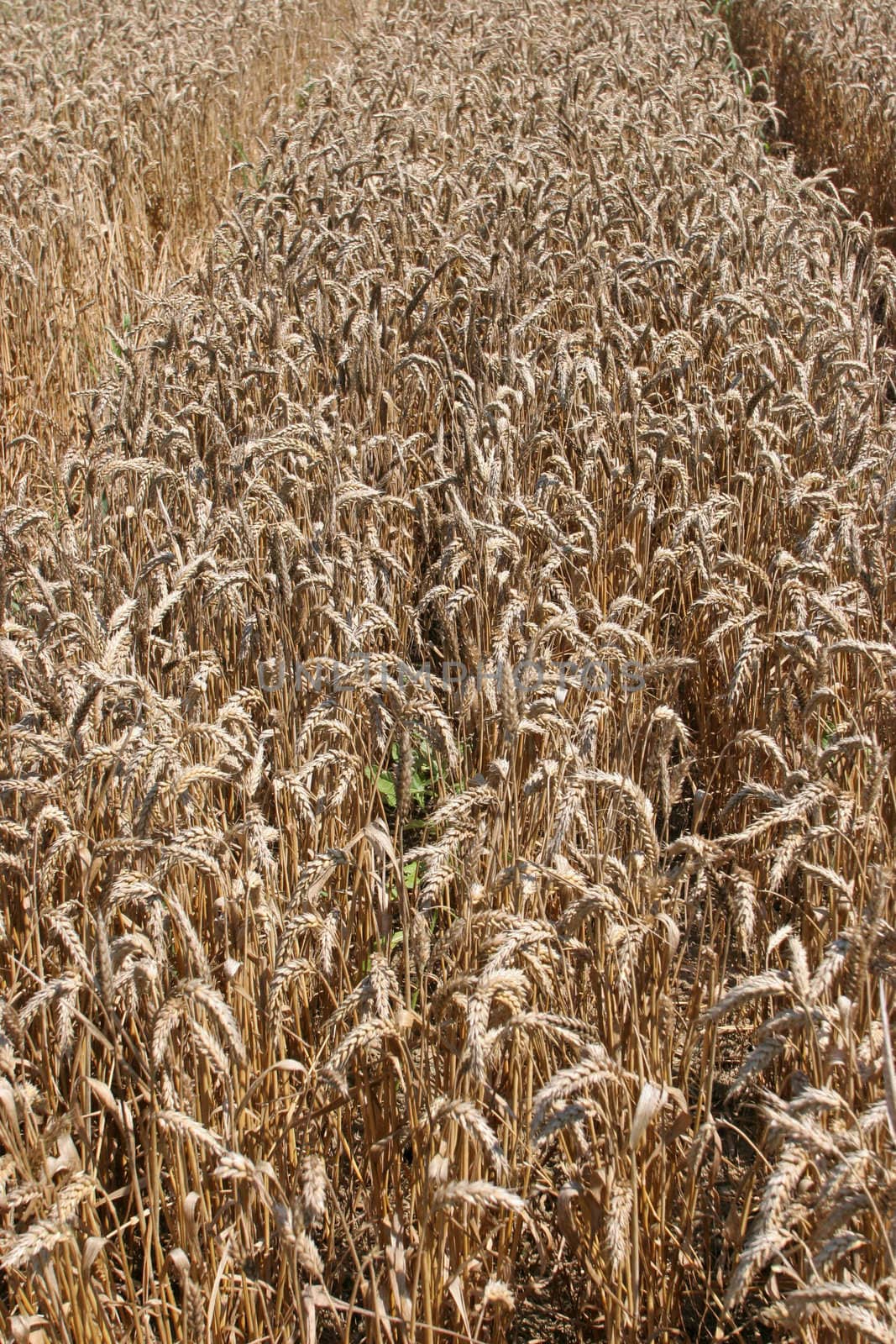 Golden Wheat field