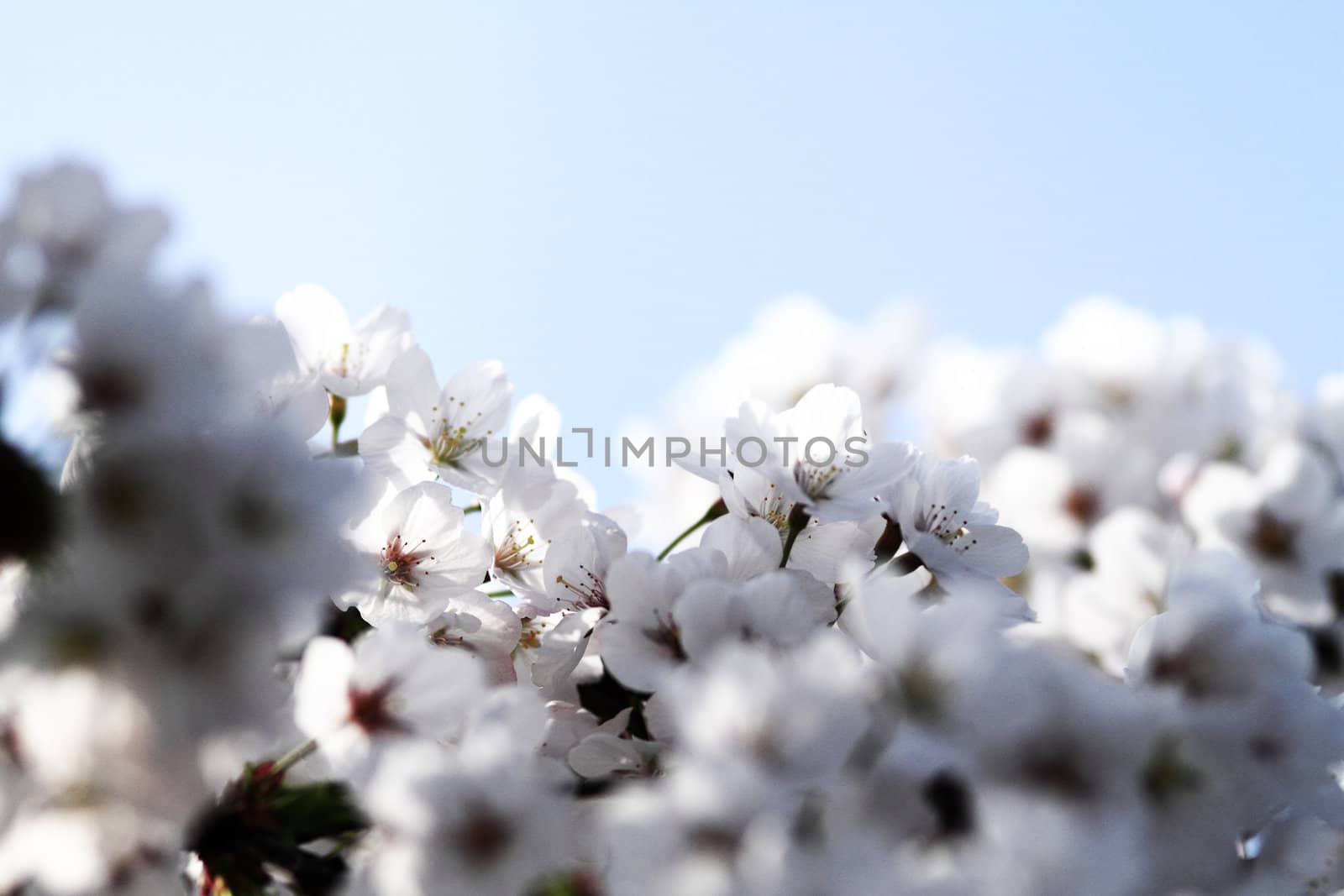 Cherry blossom against a blue background
