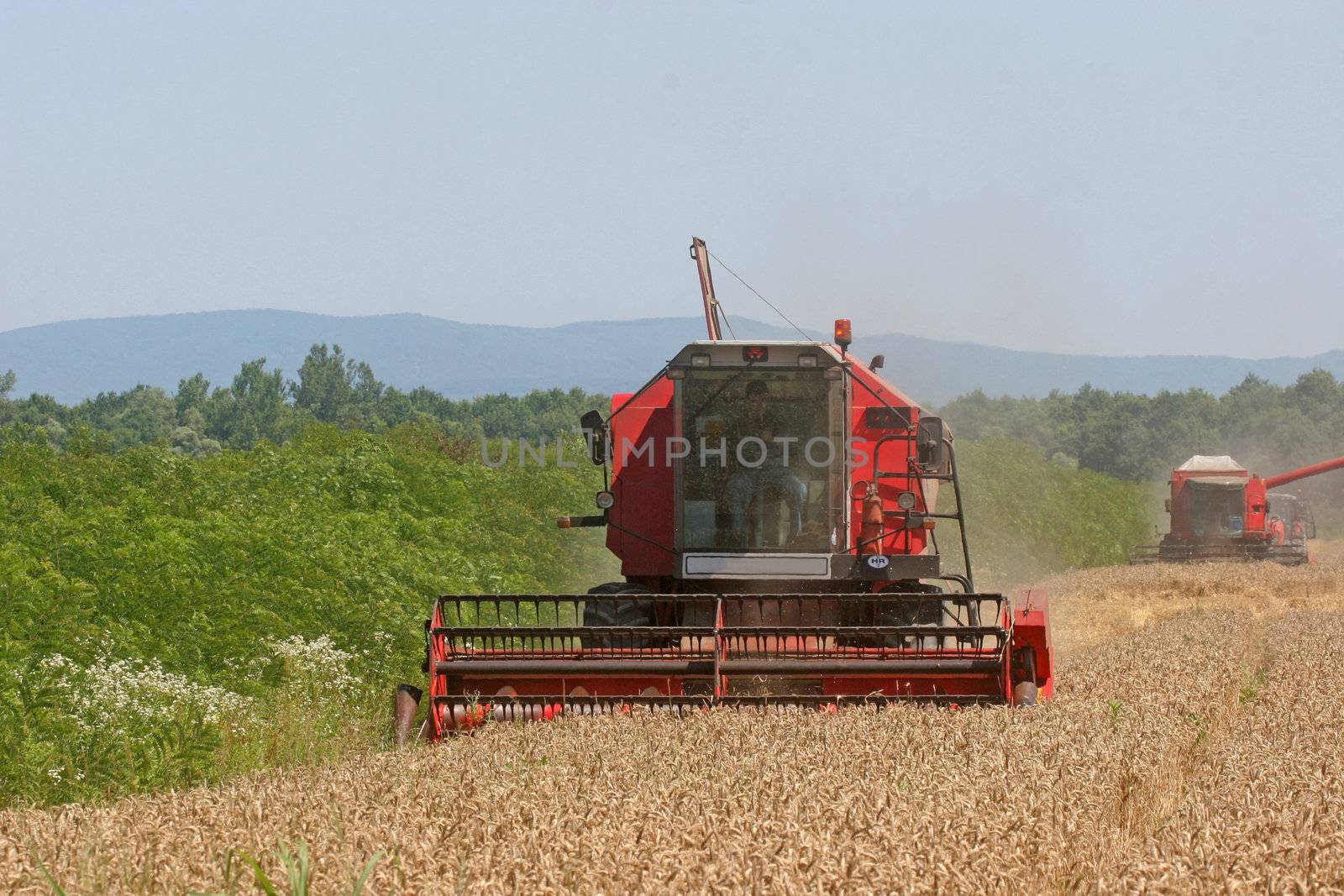 Combine harvesting wheat
