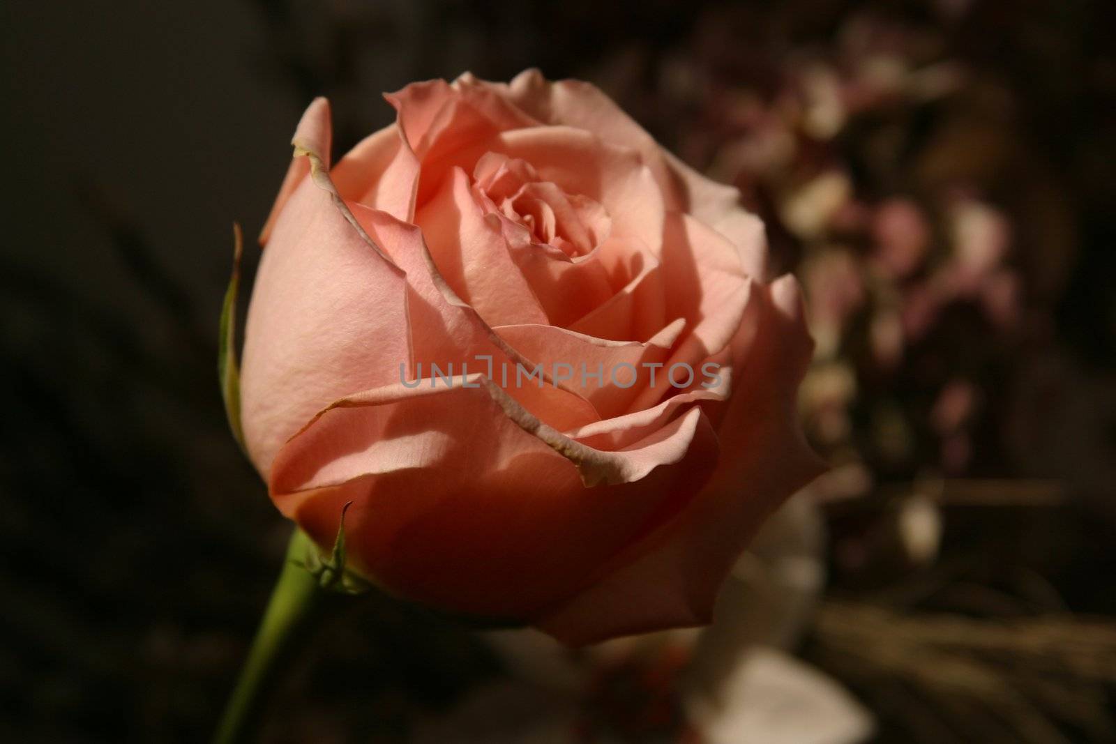 Red rose