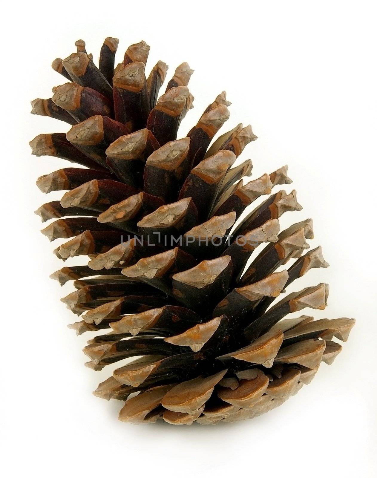 Pine cone isolated on white