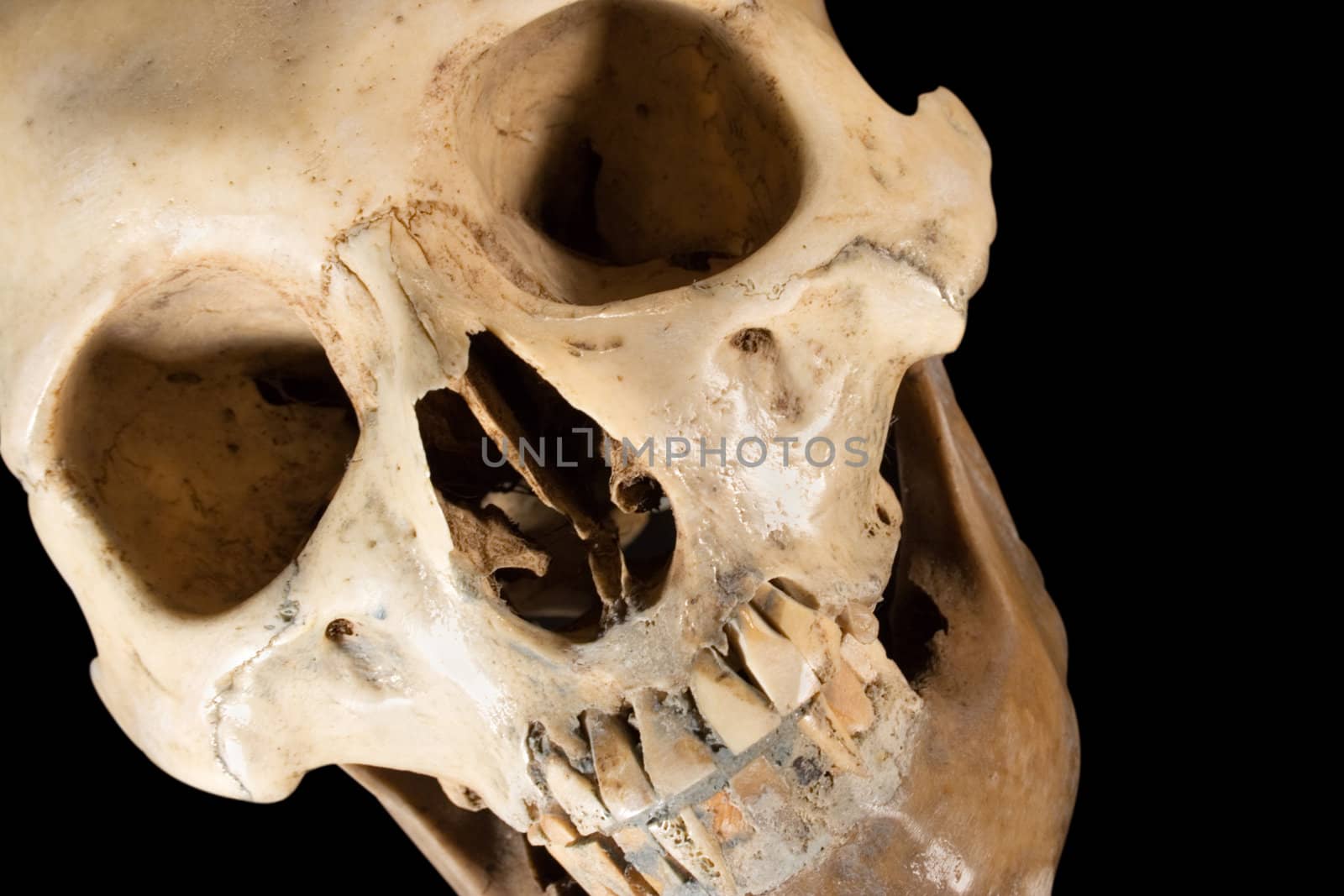 Skull isolated on a black background. File contains clipping path.