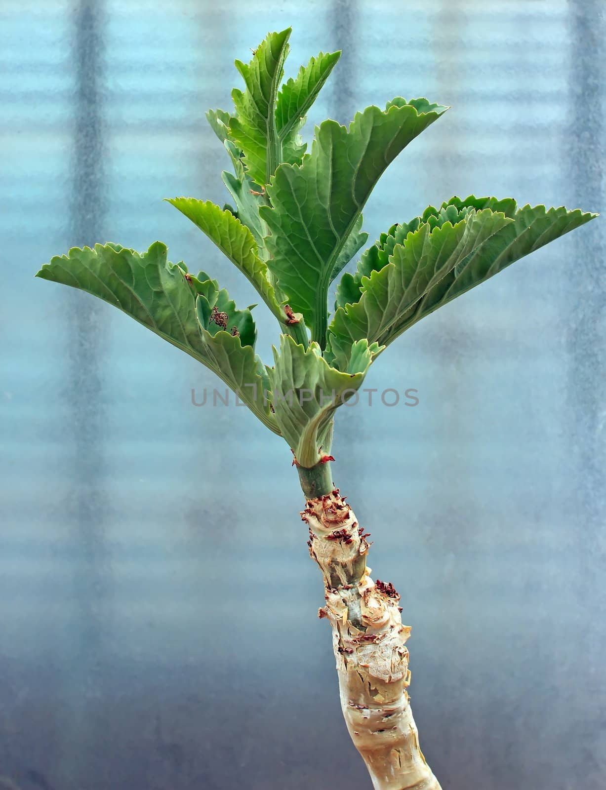 Cyphostemma juttae succulent plant from Namibia