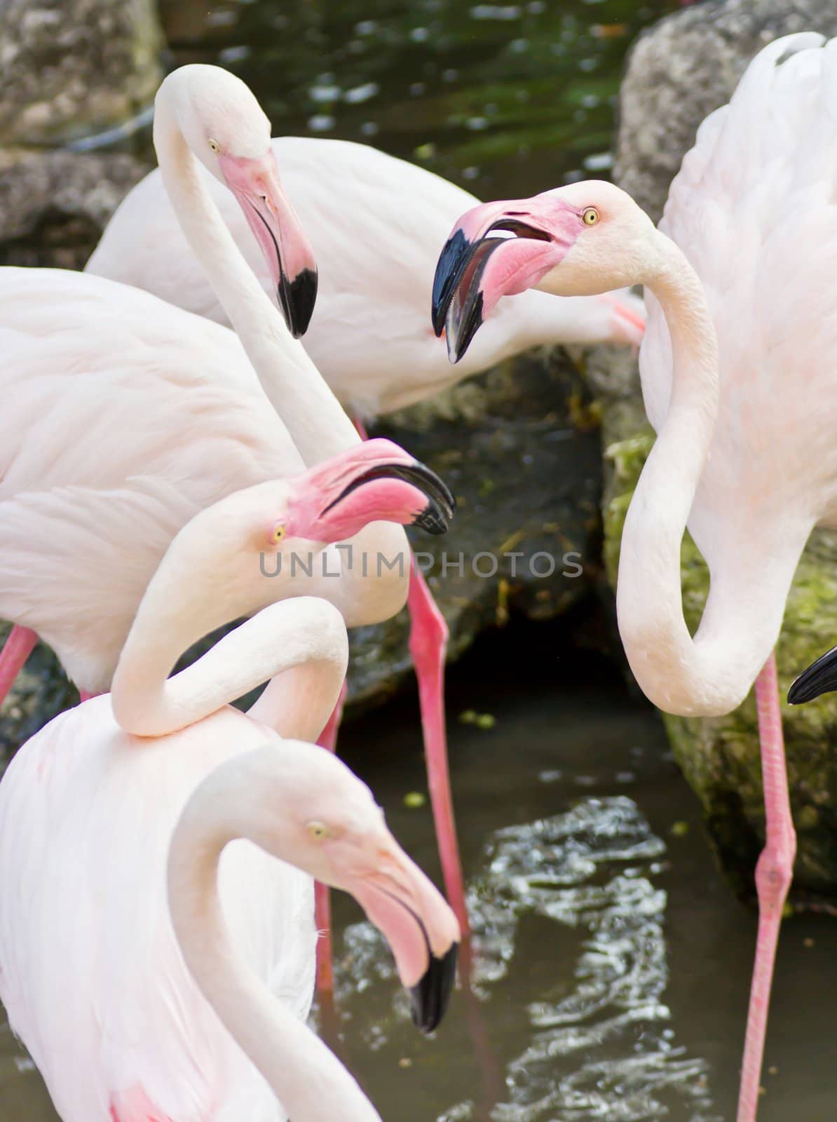 Flamingos