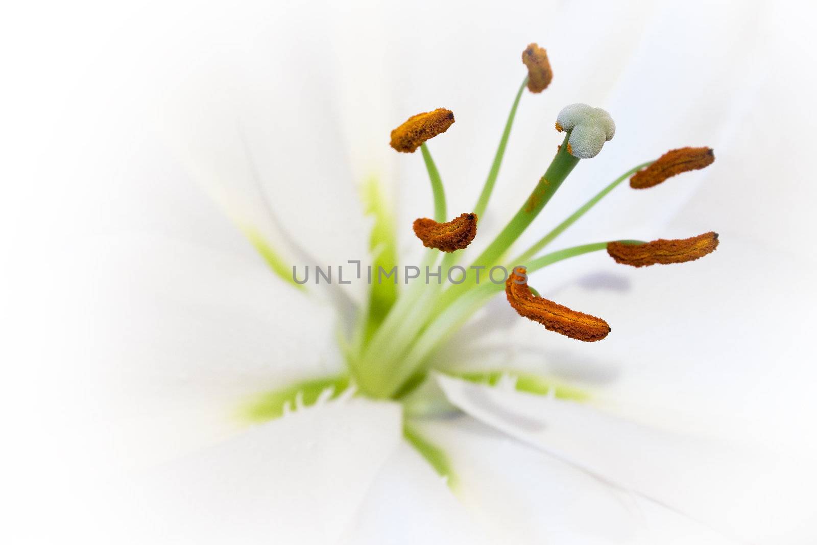 White flower close-up.