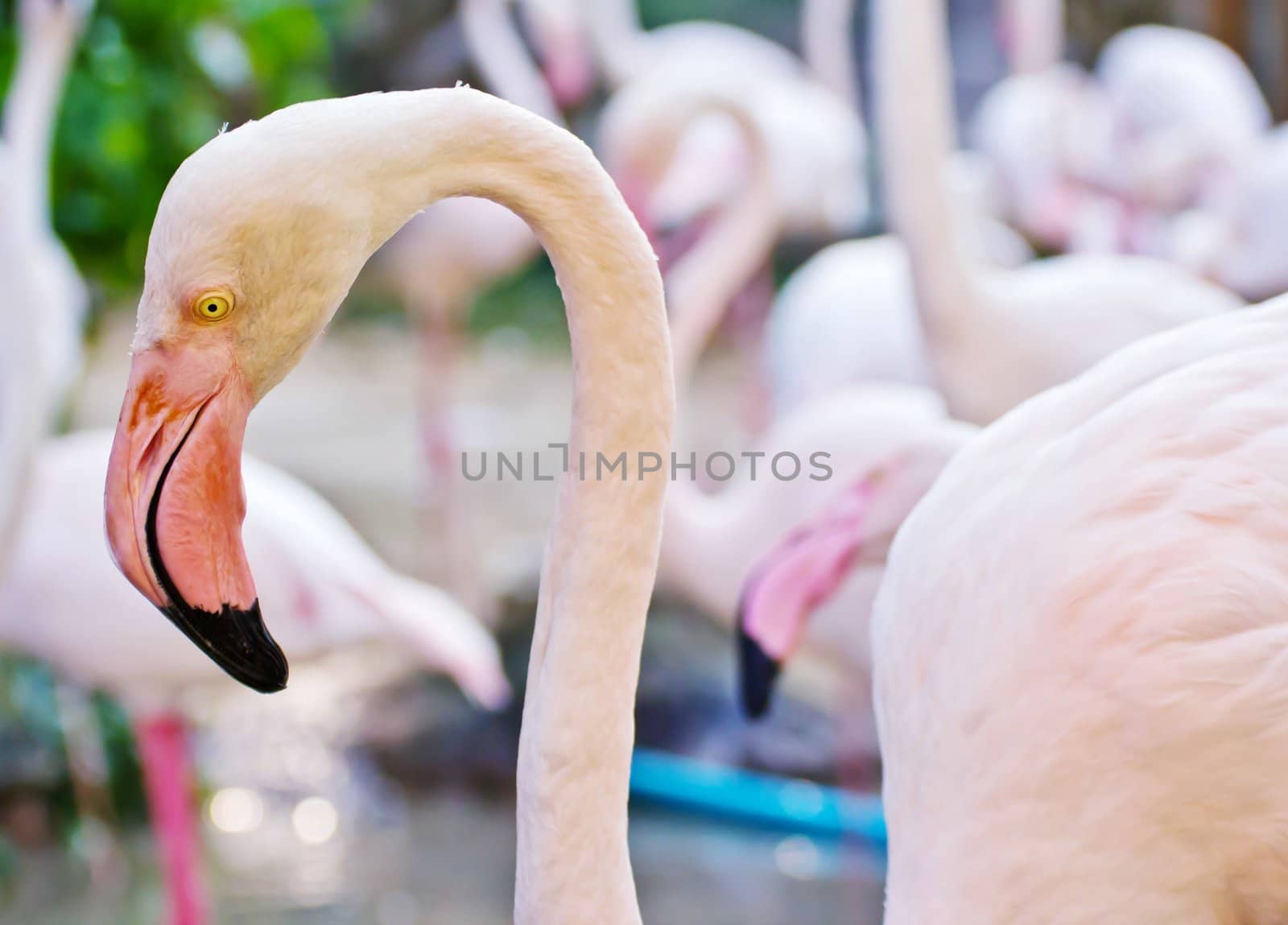 Flamingos by Myimagine