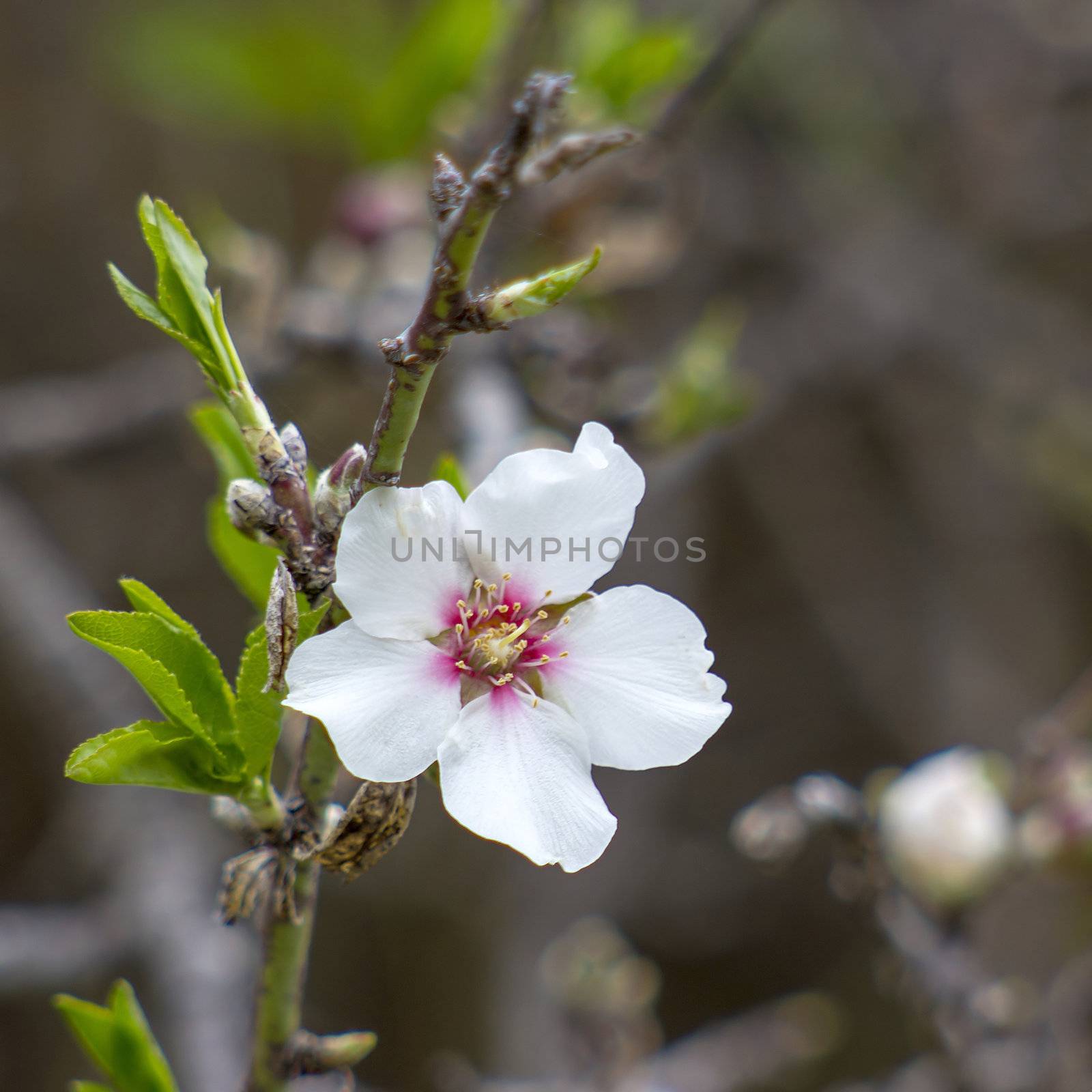 A closeup of an almond tree with white flower by miradrozdowski