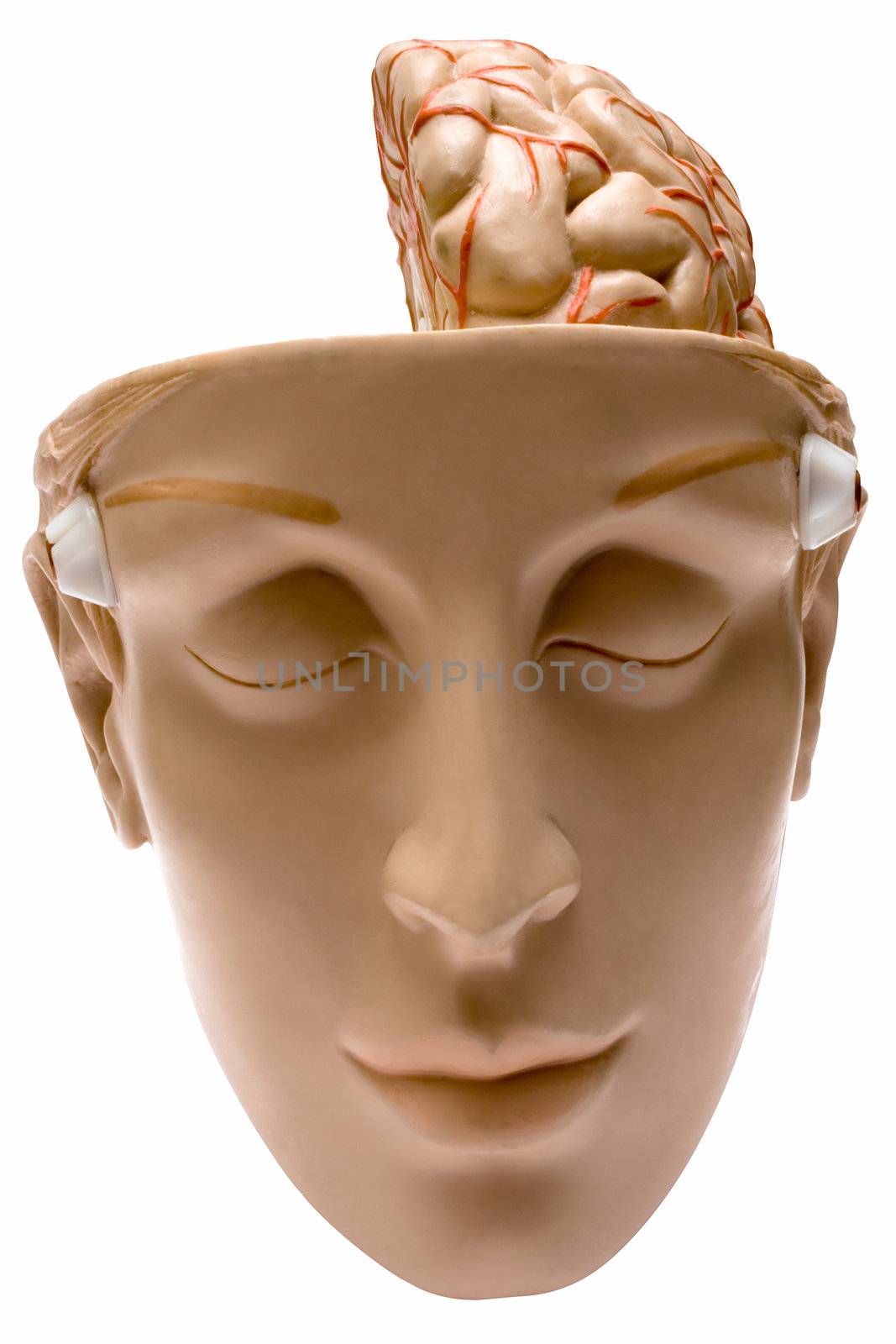 Model of the human brain isolated on a white background. File contains clipping path.