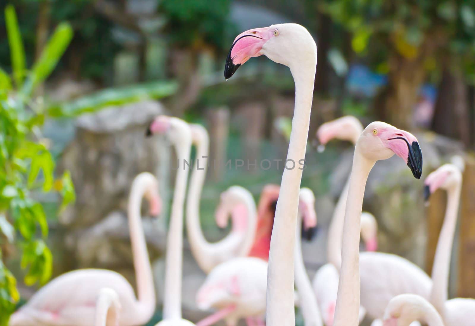 Flamingos by Myimagine