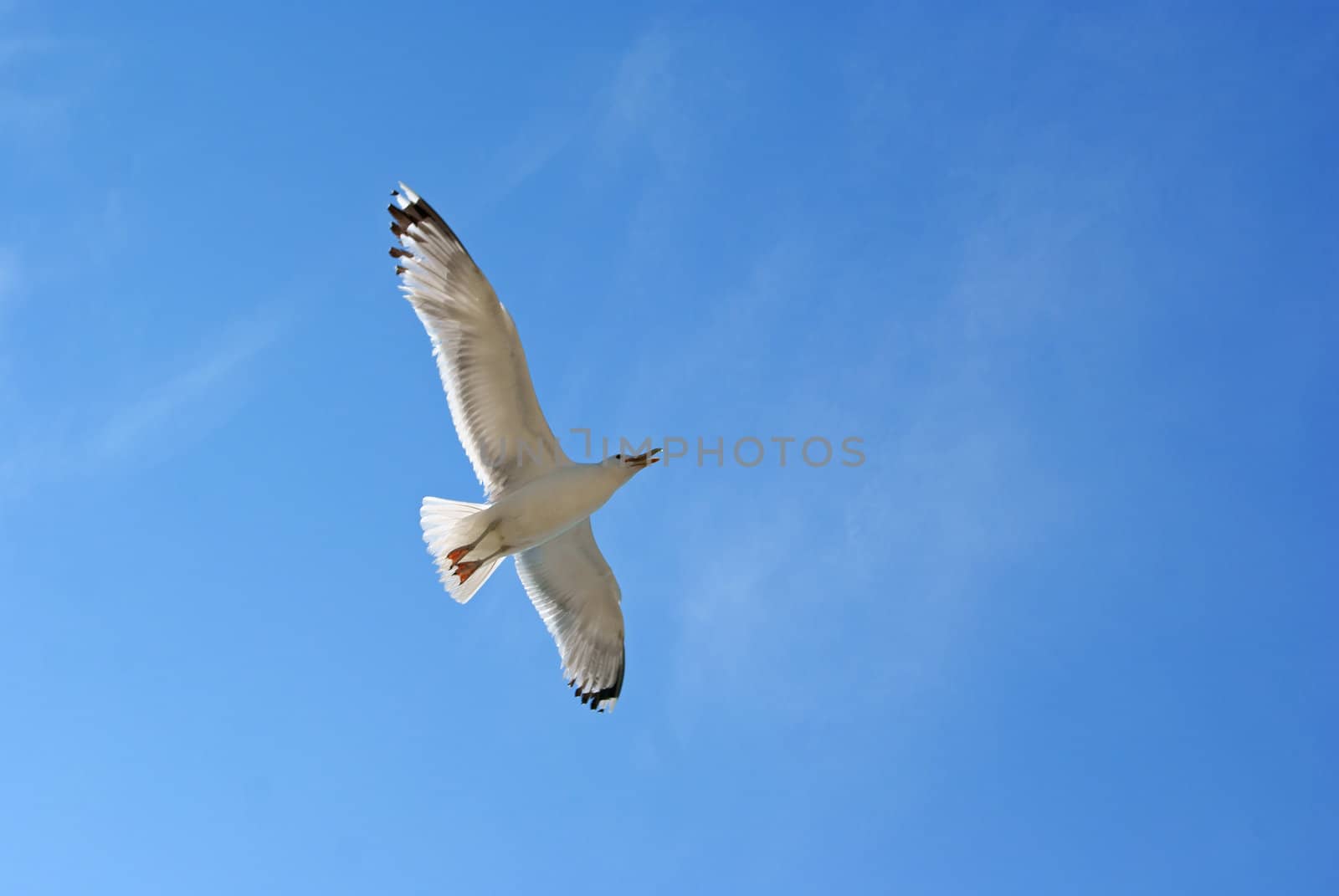 Flying gull by 4dcrew