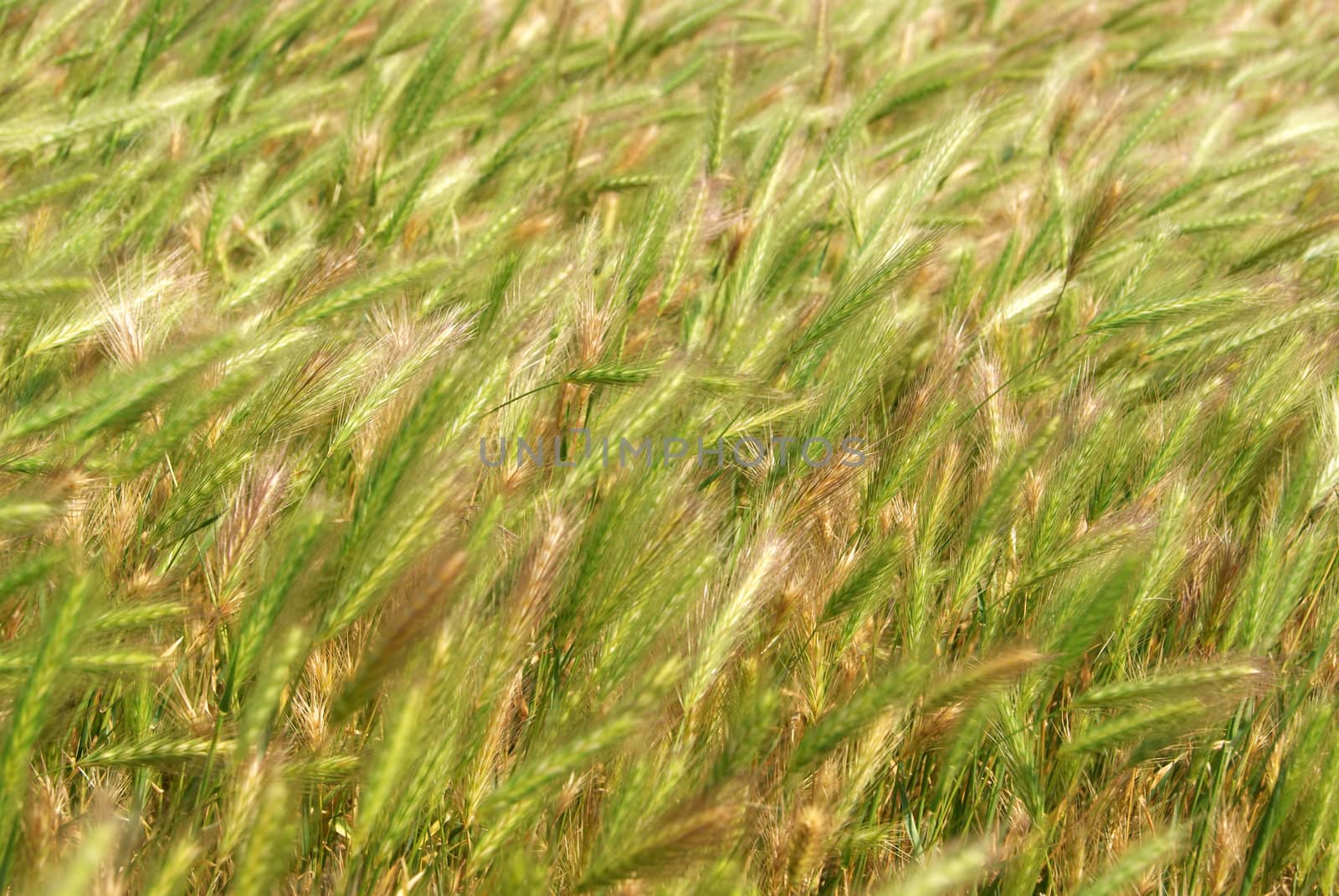 Close-up of green rye ears