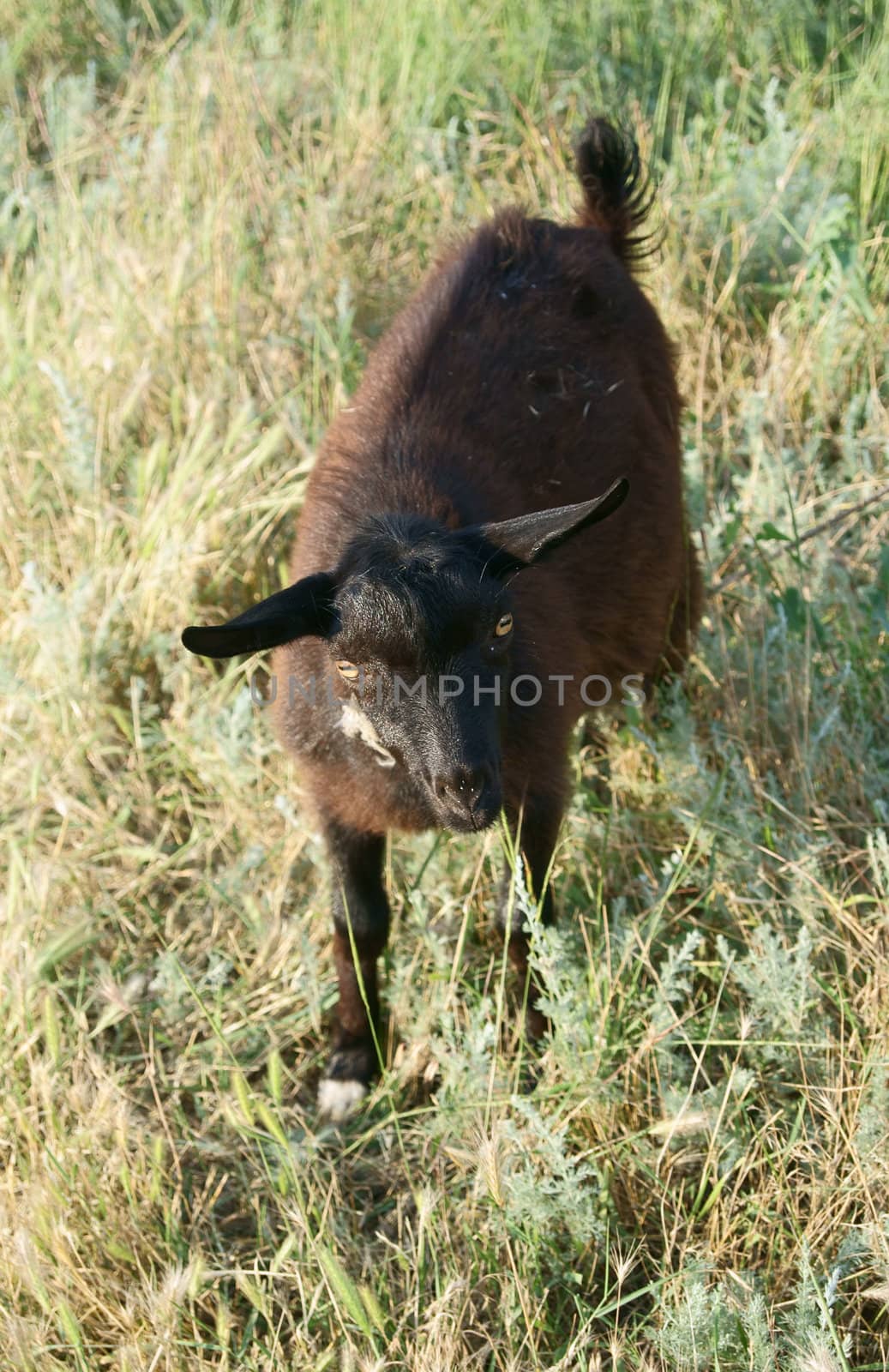 Dark goatling feeding in the meadow