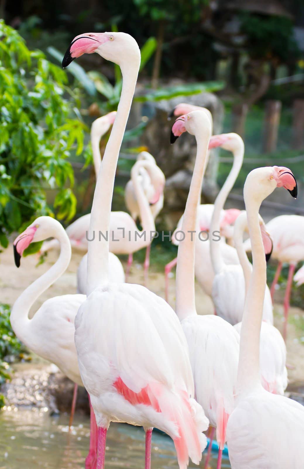 Flamingos by Myimagine