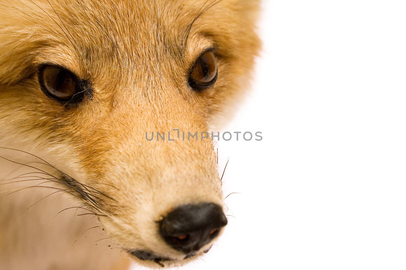 Fox head isolated on a white background.