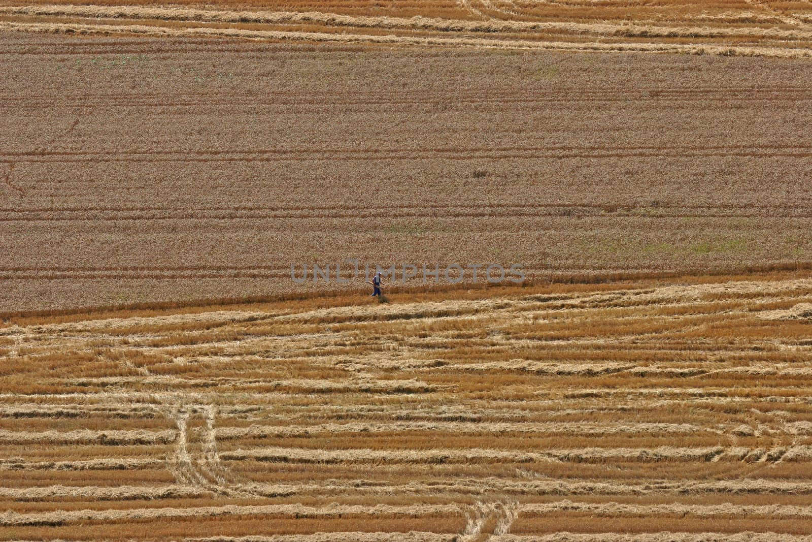 Aerial View: man in wheat field
