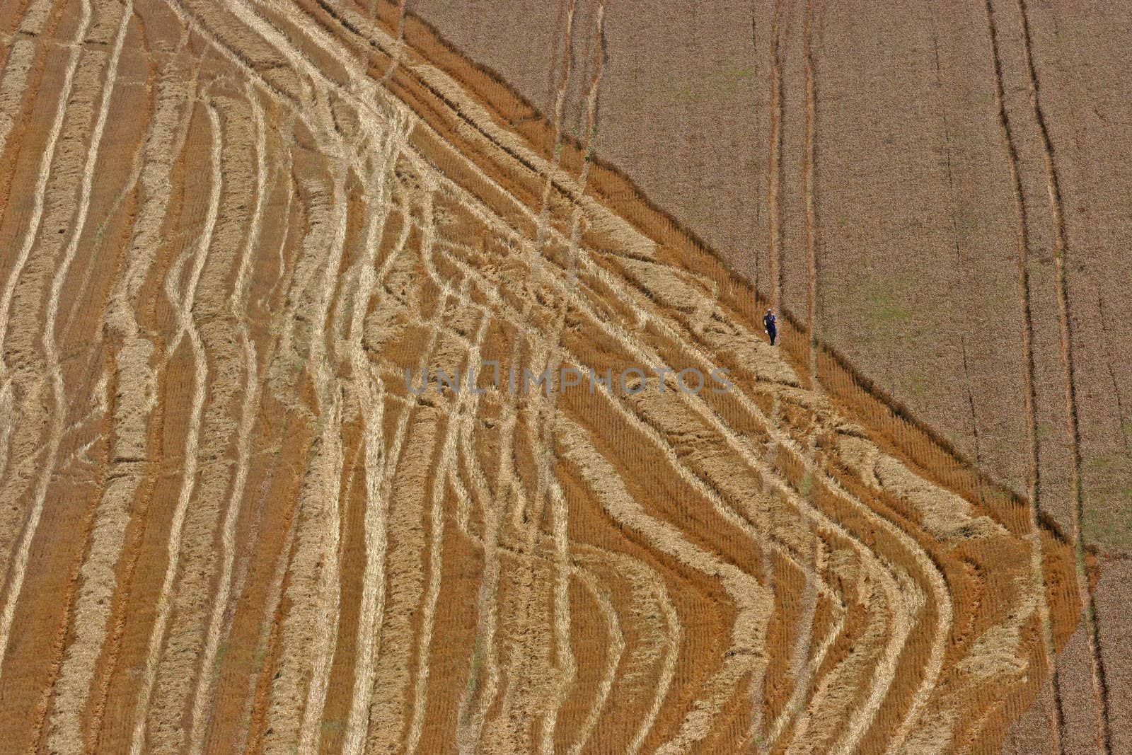 Aerial View: man in wheat field