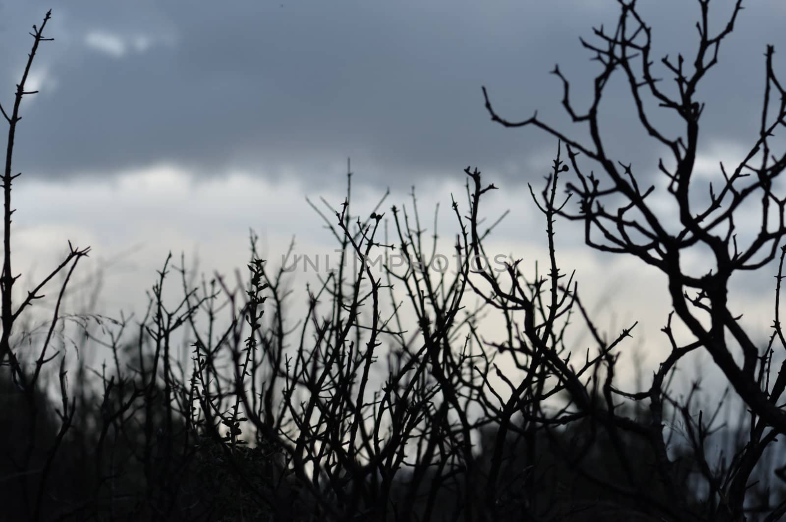 Forest landscape in dusk light. Branches silhouette and overcast winter sky.