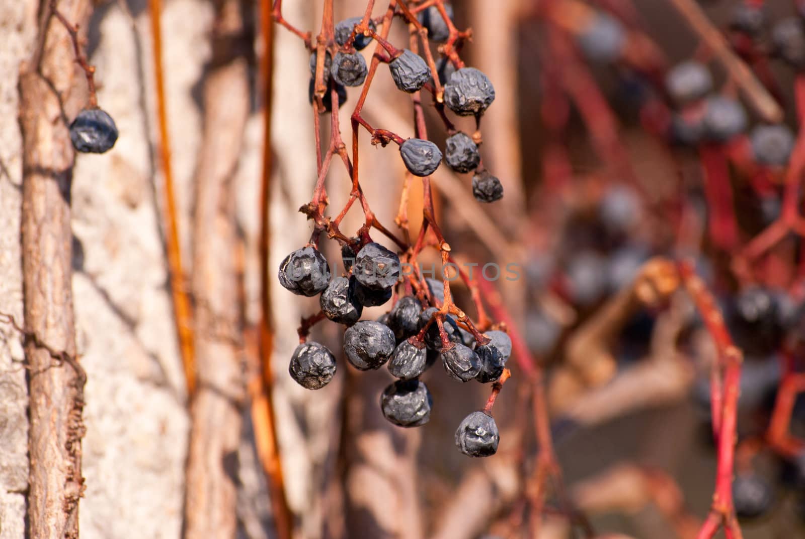 withered bunch of grapes in late autumn in a sunny day