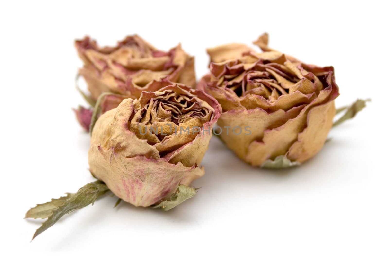 Three dried roses isolated on a white background.