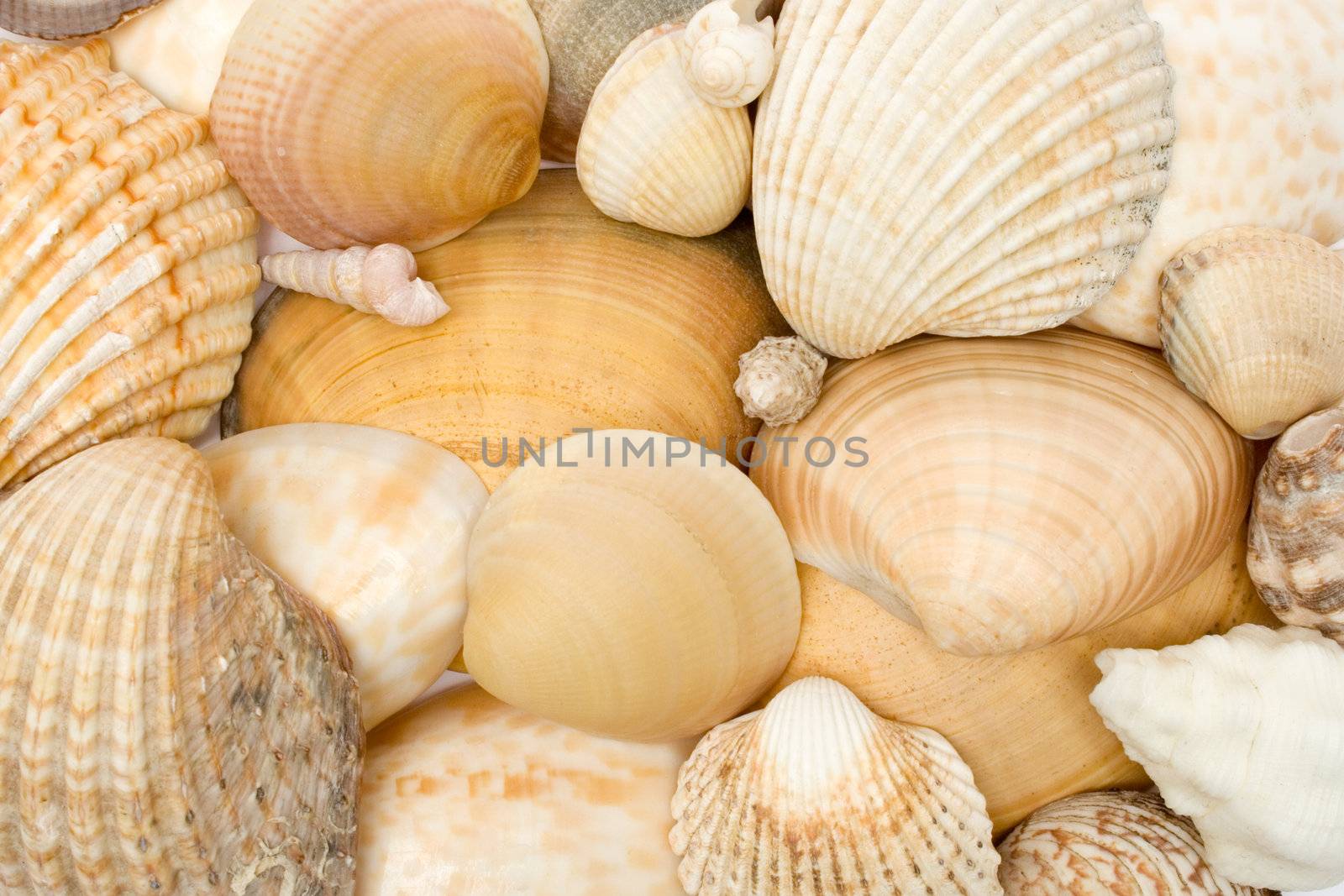 Bunch of brownish seashells.