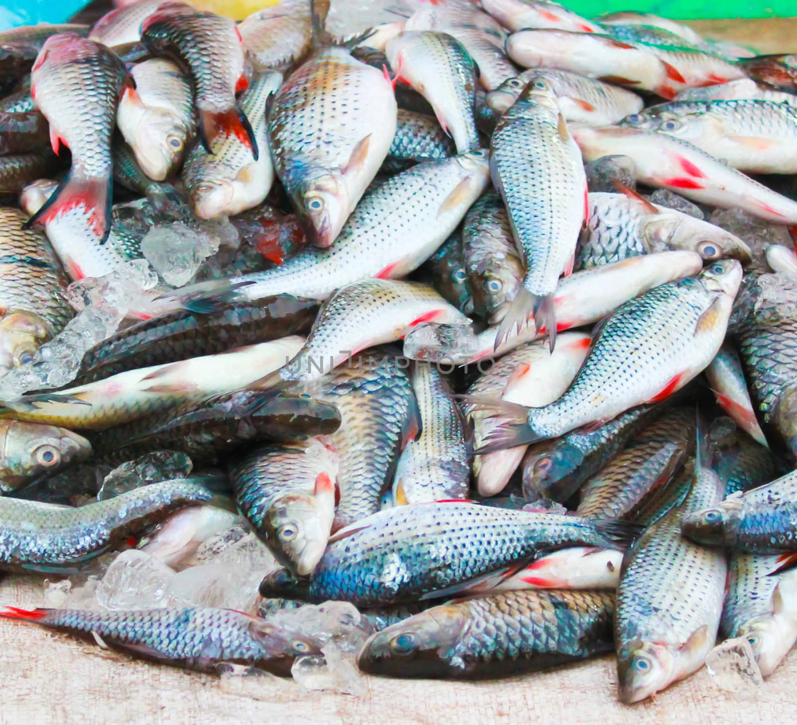 Died fish in morning market