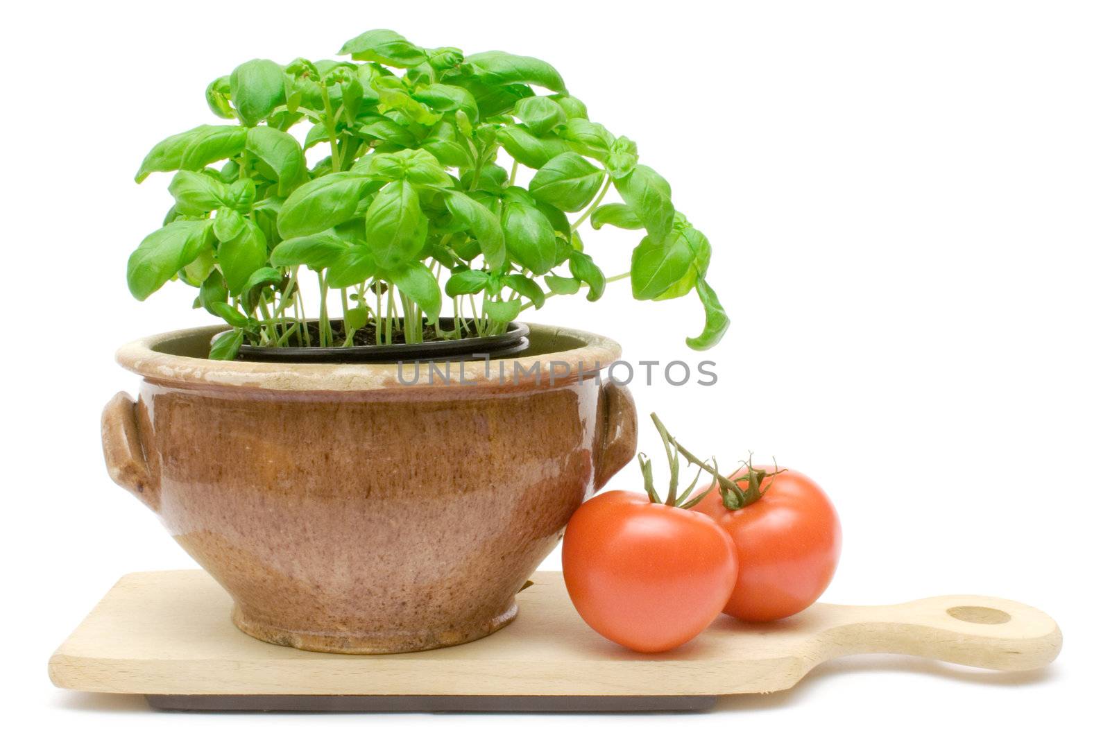 Potted basil and two tomatos isolated on a white background.