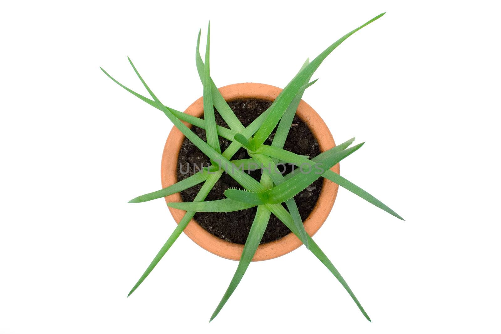 Aloe vera plant in a terracotta pot isolated on a white background.