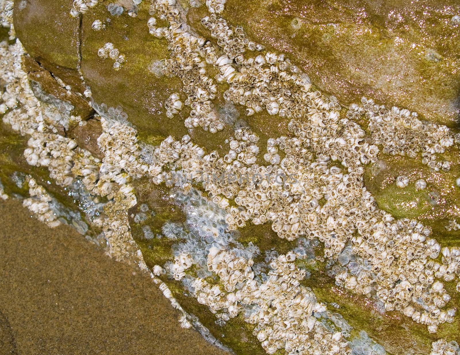 Barnacles on Rock on a Sandy Beach
