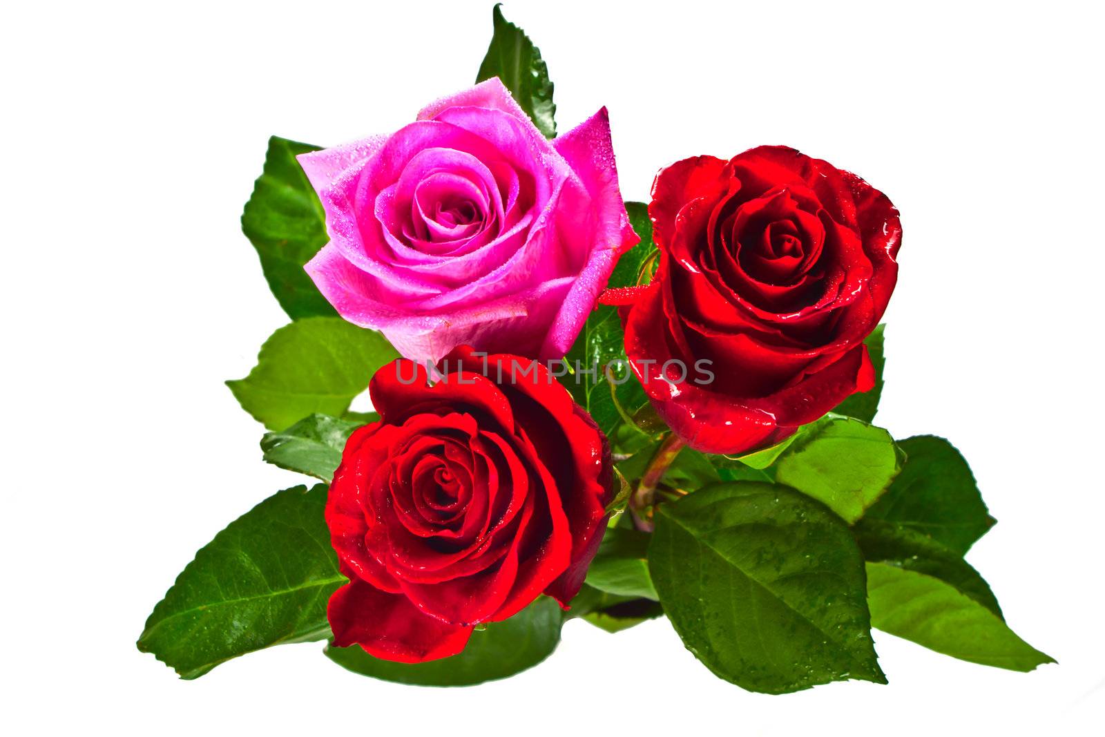 Photo of a flower of a rose