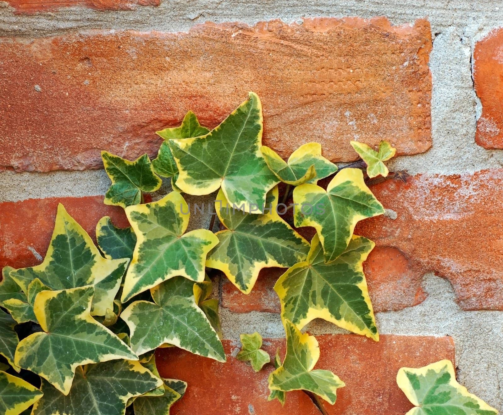green ivy branch on red brick wall