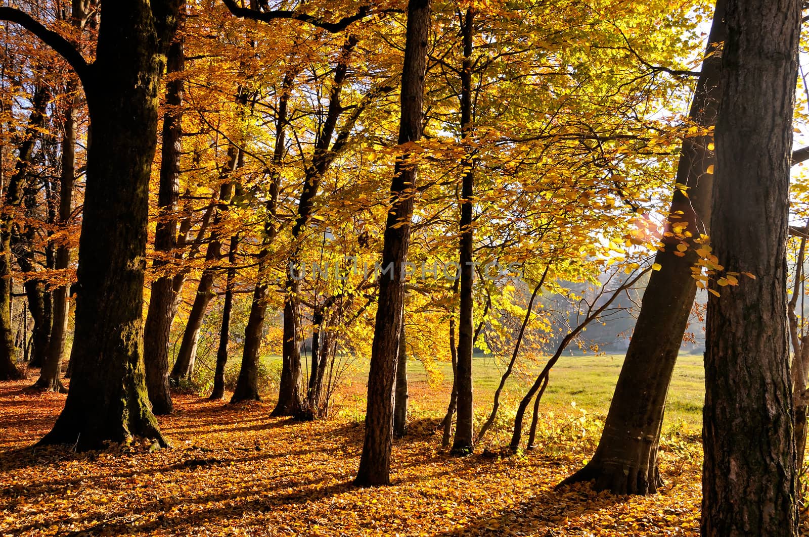 Beautibul scene in autumn forest