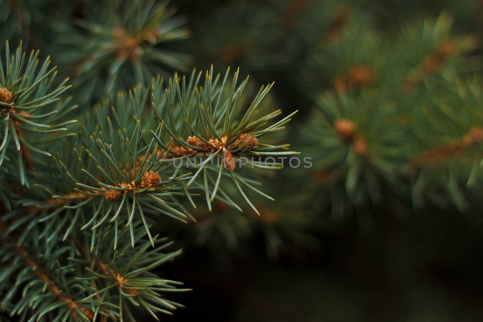Photo of a branch of a fur-tree