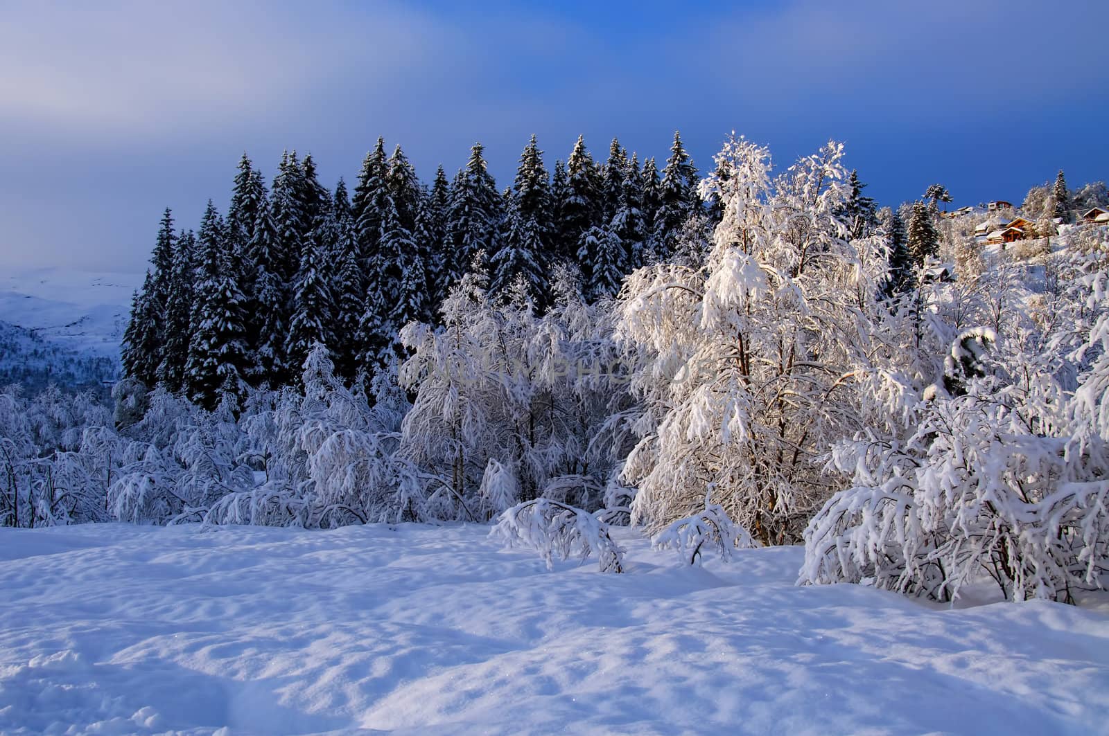 Snow covered trees with sunlight