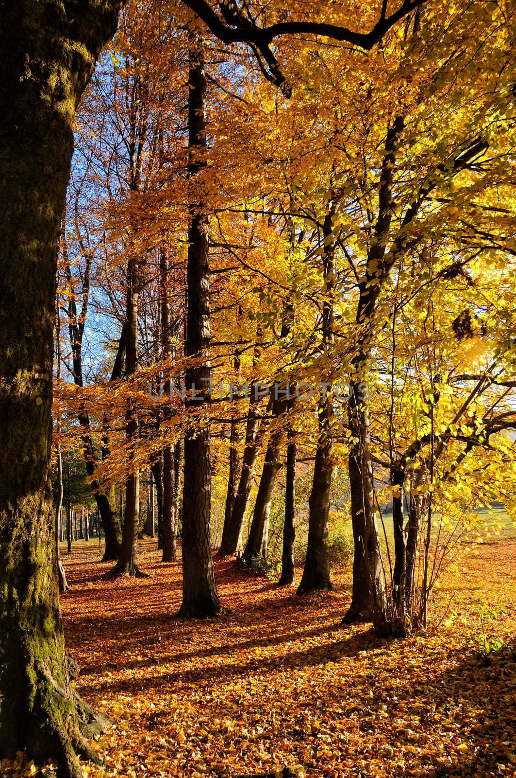 Nature, forest with yellow and orange leaves in autumn