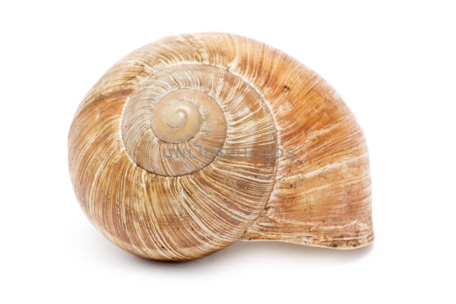 Empty snail shell isolated on a white background.