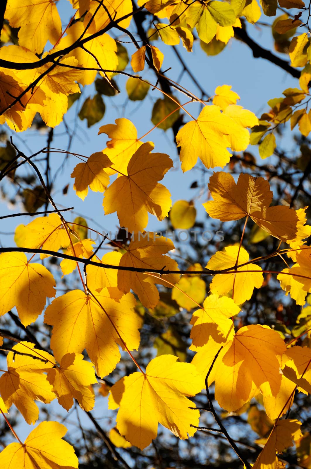Autumn leaves under a sunny blue sky