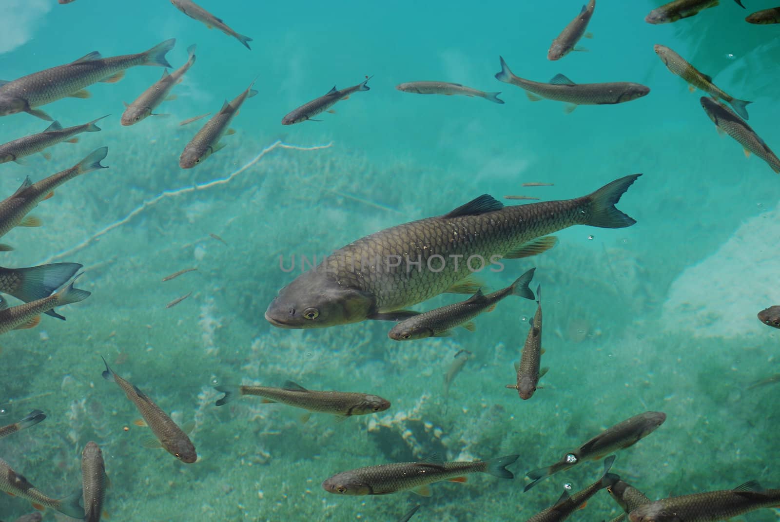 Trout in clear water