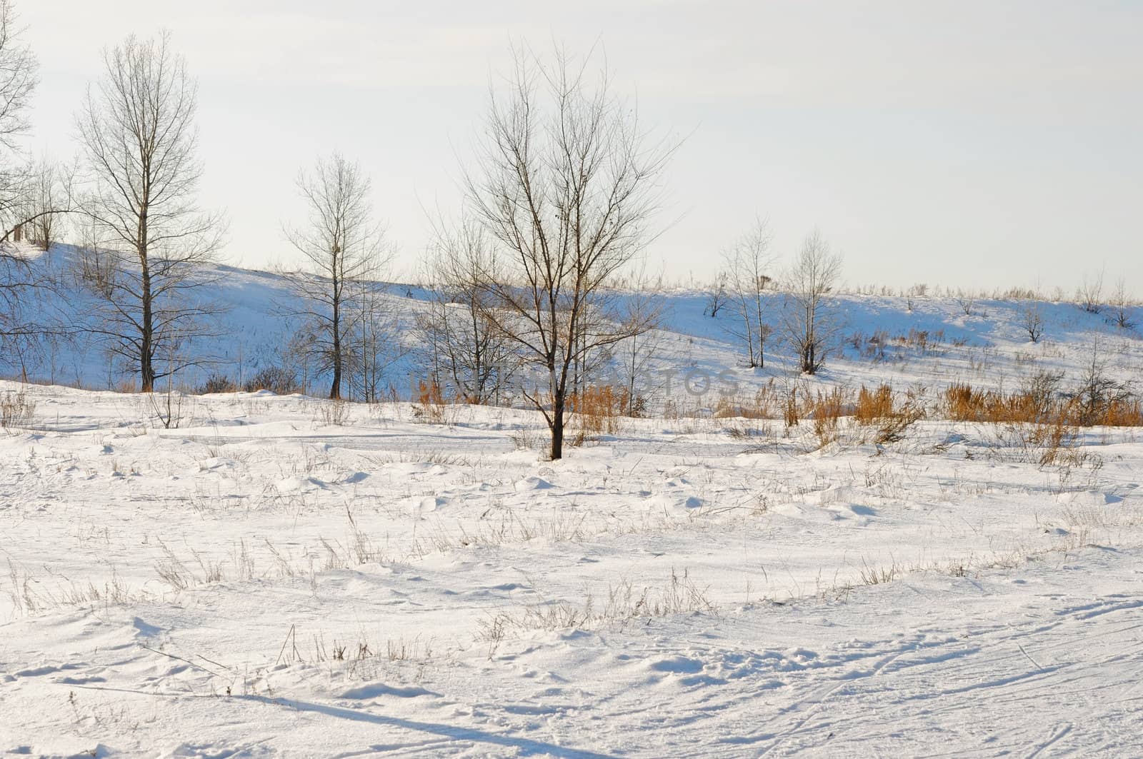 Winter landscape