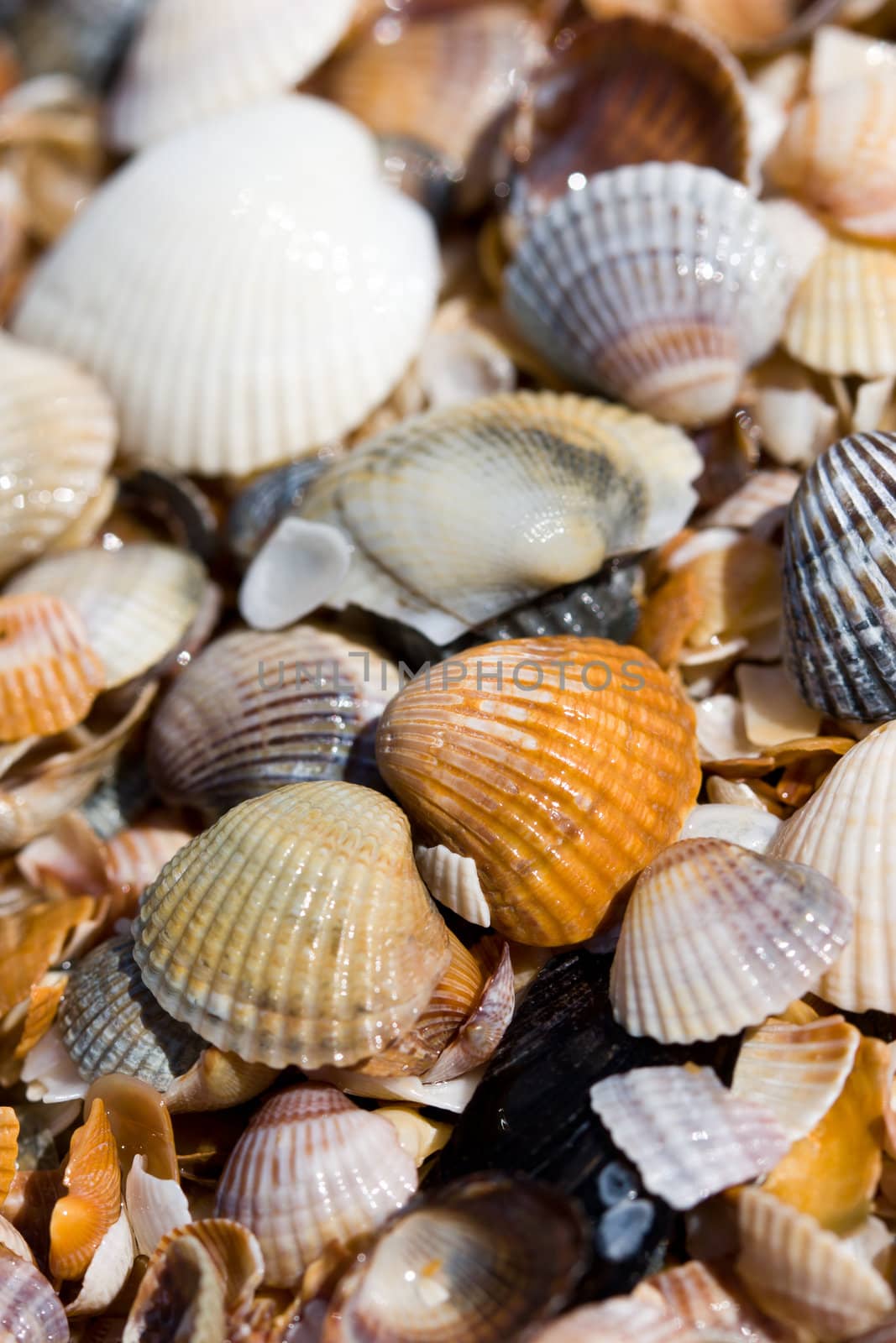 texture series: wet sea shell summer background