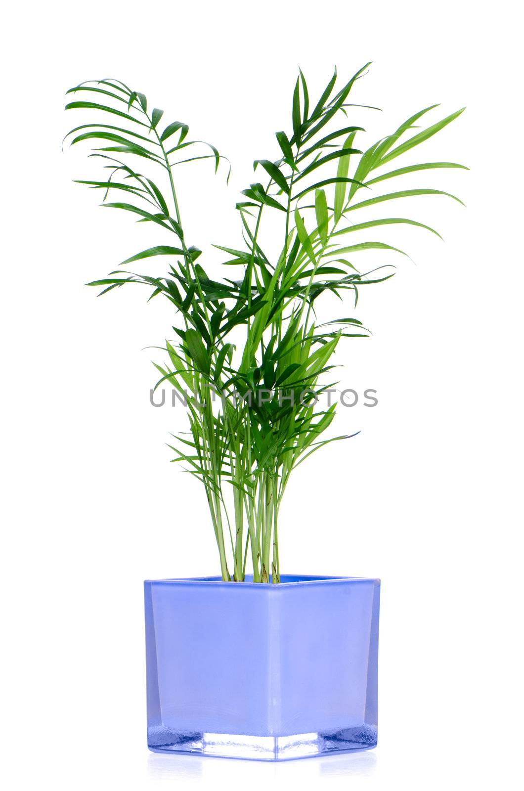 Houseplant in glass pot isolated on white background.
