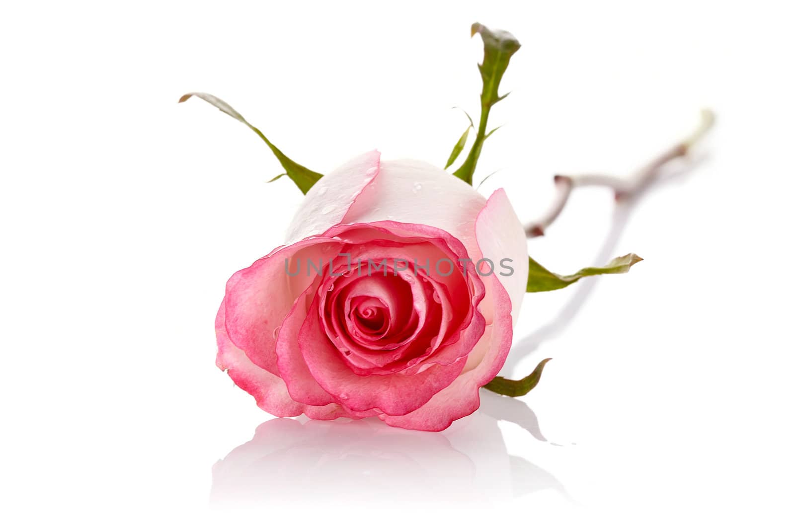 Pink rose. Rose on a white background. Pink flower.