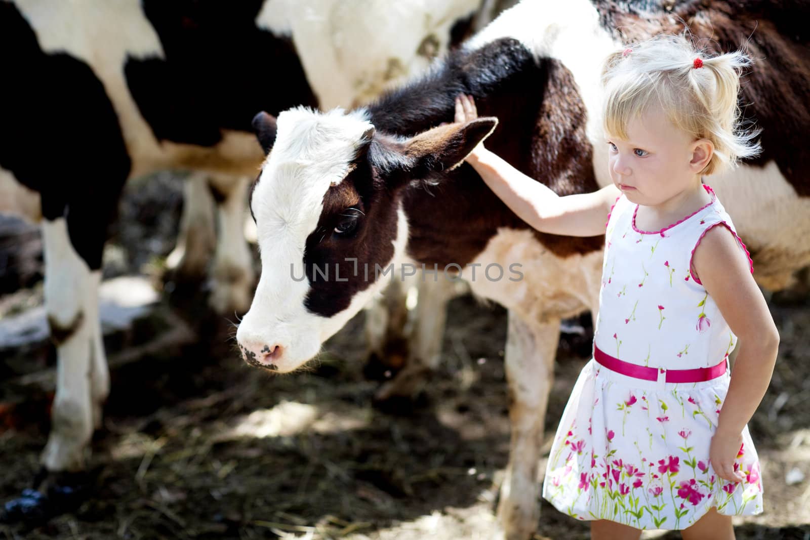 smalll girl and a cow 