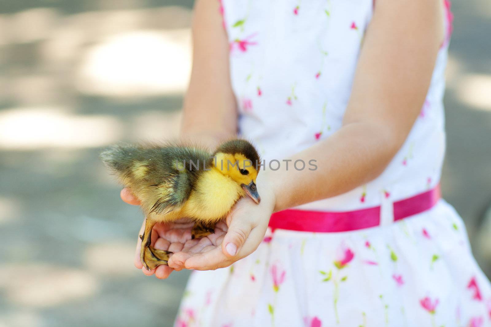 duck in hands of the child by vsurkov