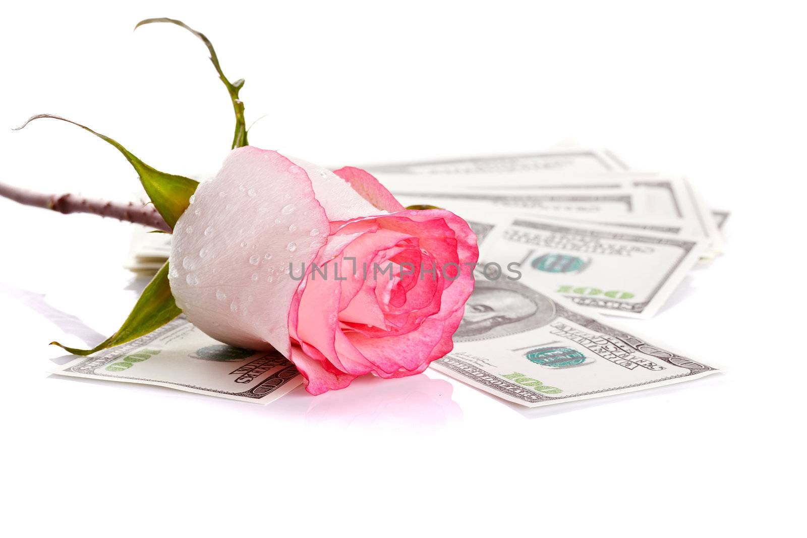 Pink rose. Pink flower. Rose and dollars. Dollars. Flowers and money.