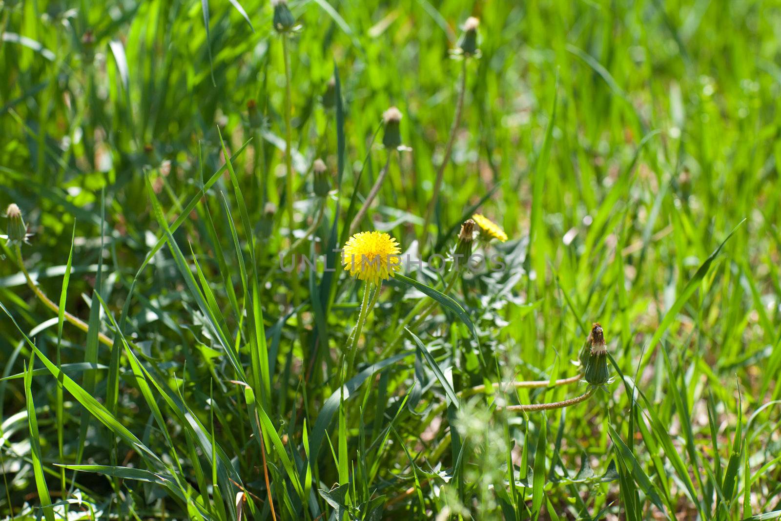 dandelion by vsurkov