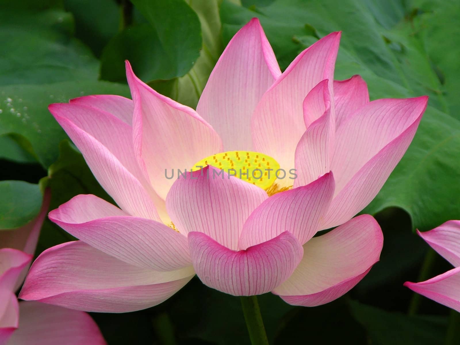 Pink Lotus Blooming and Close Up.  Lotus Pond, West Lake, Hangzhou, China
