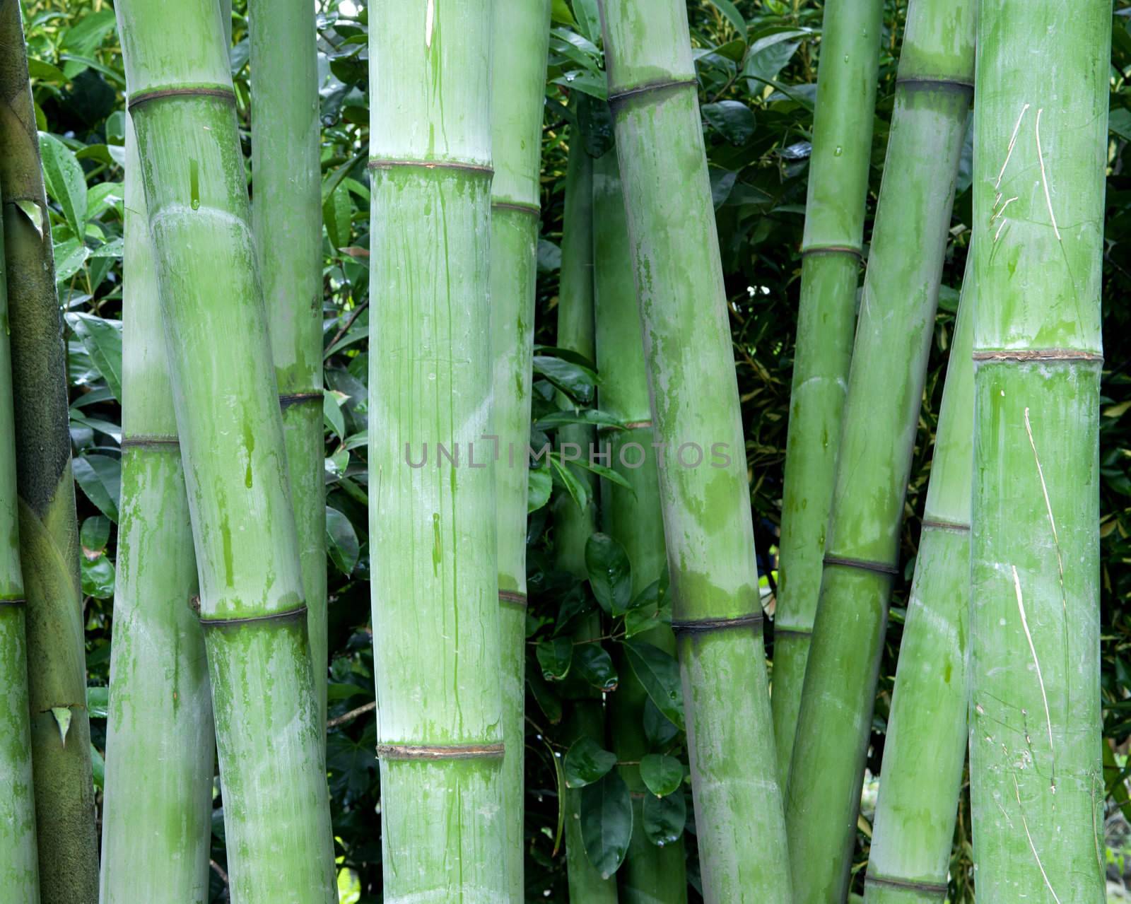 green bamboo groves by jackq