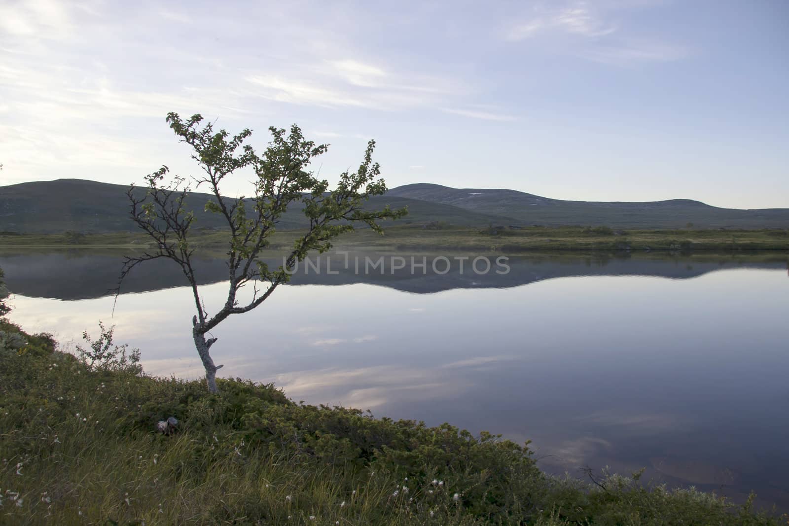 Nature landscape of Lonely tree by the lake