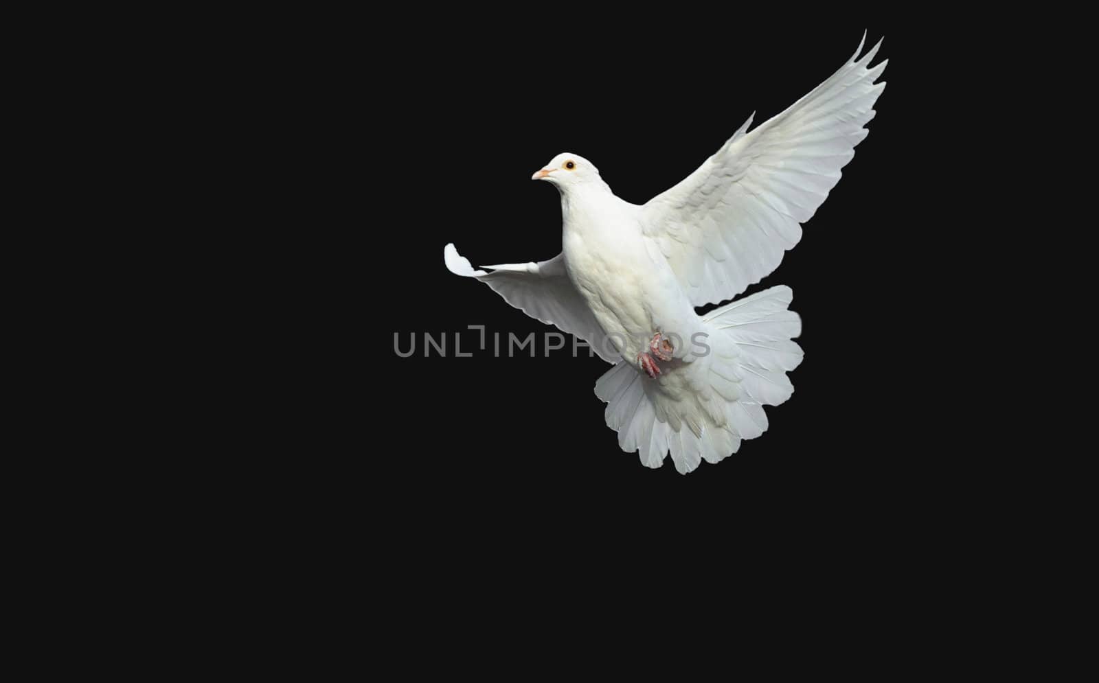 white dove in free flight by jackq